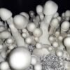 Albino Penis Envy Mushrooms (A+) - Image 2