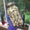 Psilocybe cubensis Moby Dick - Image 5