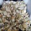 Psilocybe cubensis Moby Dick - Image 3