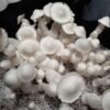 Albino Penis Envy Mushrooms (A+) - Image 3