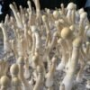 Albino Penis Envy Mushrooms (A+) - Image 6