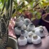 Psilocybe cubensis Moby Dick - Image 2
