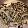 Amazonian Cubensis - Image 4