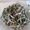 Amazonian Cubensis - Image 2